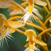 Close-up Of Yellow Fringed Orchid Poster