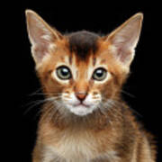 Closeup Abyssinian Kitty Curious Looking In Camera, Isolated Black Background Poster