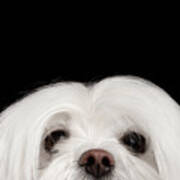 Closeup Nosey White Maltese Dog Looking In Camera Isolated On Black Background Poster