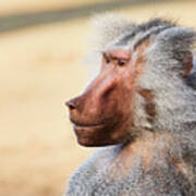 Closeup Portrait Of A Male Baboon Poster