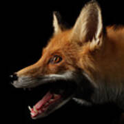Red Fox In Profile Poster