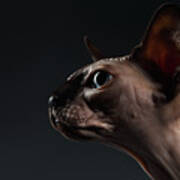 Closeup Portrait Of Sphynx Cat In Profile View On Black Poster