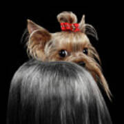  Closeup Yorkshire Terrier Dog, long groomed Hair Pity Looking back Poster