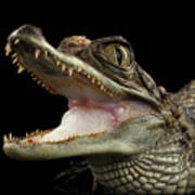 Closeup Young Cayman Crocodile, Reptile With Opened Mouth Isolated On Black Background Poster