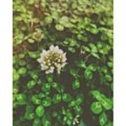 Clover #spring #green Poster