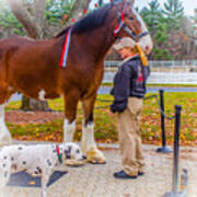 Clydesdale With Handler And His Companion Poster