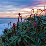 Coastal Aloes Poster
