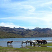 Coexistence Salt River Wild Horses Tonto National Forest Panoramic Poster