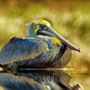 Cold Brown Pelican Poster