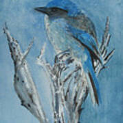 Cold Western Scrub Jay Poster