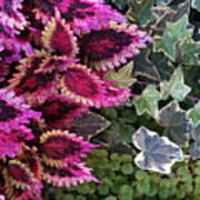 Coleus And Ivy- Photo By Linda Woods Poster