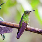 Colombian Hummingbird Poster