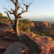 Colorado National Monument Tree Poster