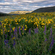 Colorado Wildflower Sunrise Poster