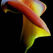 Colored Light Painted Calla Lily Poster