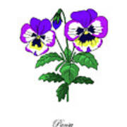 Colored Pansy. Botanical Poster