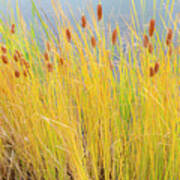 Colorful Autumn Cattails Poster