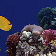 Colorful Coralreef Poster