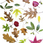 Colorful Fall Leaves Poster