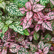Colorful Leafy Ground Cover Poster