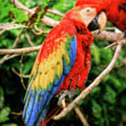 Colorful Macaw Poster