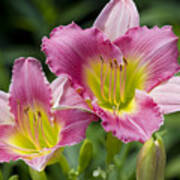 Colorful Peachy Pink Daylily Blossoms Poster