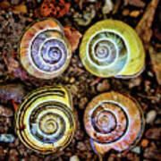 Colorful Snail Shells Still Life Poster