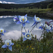 Columbine Blooms In The Rocky Mountains Poster