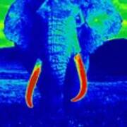 Heat Map Elephant Coming At You In About Ten Seconds Poster