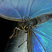 Common Blue Morpho Butterfly Poster