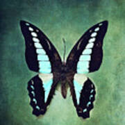 Common Bluebottle Butterfly Poster