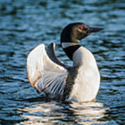 Common Loon Poster