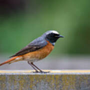 Common Redstart Poster