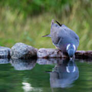 Common Wood Pigeon Drinking At The Waterhole From The Front Poster