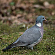 Common Wood Pigeon's Profile Poster