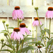 Coneflower Patch Poster