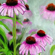 Coneflowers In The Mist Poster