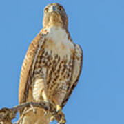 Cooper's Hawk On Branch Poster