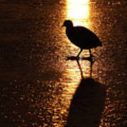 Coot Walks On Golden Ice Poster