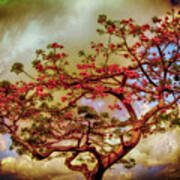 Coral Tree Poster