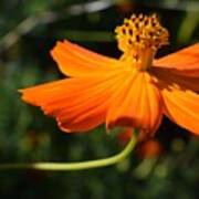 Coreopsis Poster