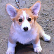 Corgi Puppy Poster