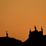 Cormorants At Sunset Poster