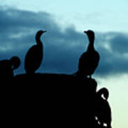 Cormorants In Silhouette Poster