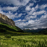 Corn Lily Meadow In Full Bloom At Gothic Mountain, Crested Butte Poster