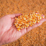 Corn Seeds In Hand With Pile Of Ripe Corn Seeds In Background. Poster