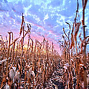 Corn Sunset 4 Poster