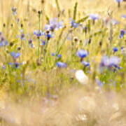 Cornflowers After The Rain Poster