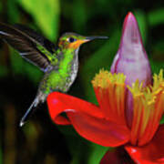 Costa Rican Hummingbird Poster