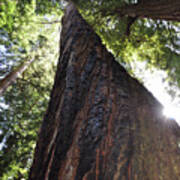 Coastal Redwoods Poster